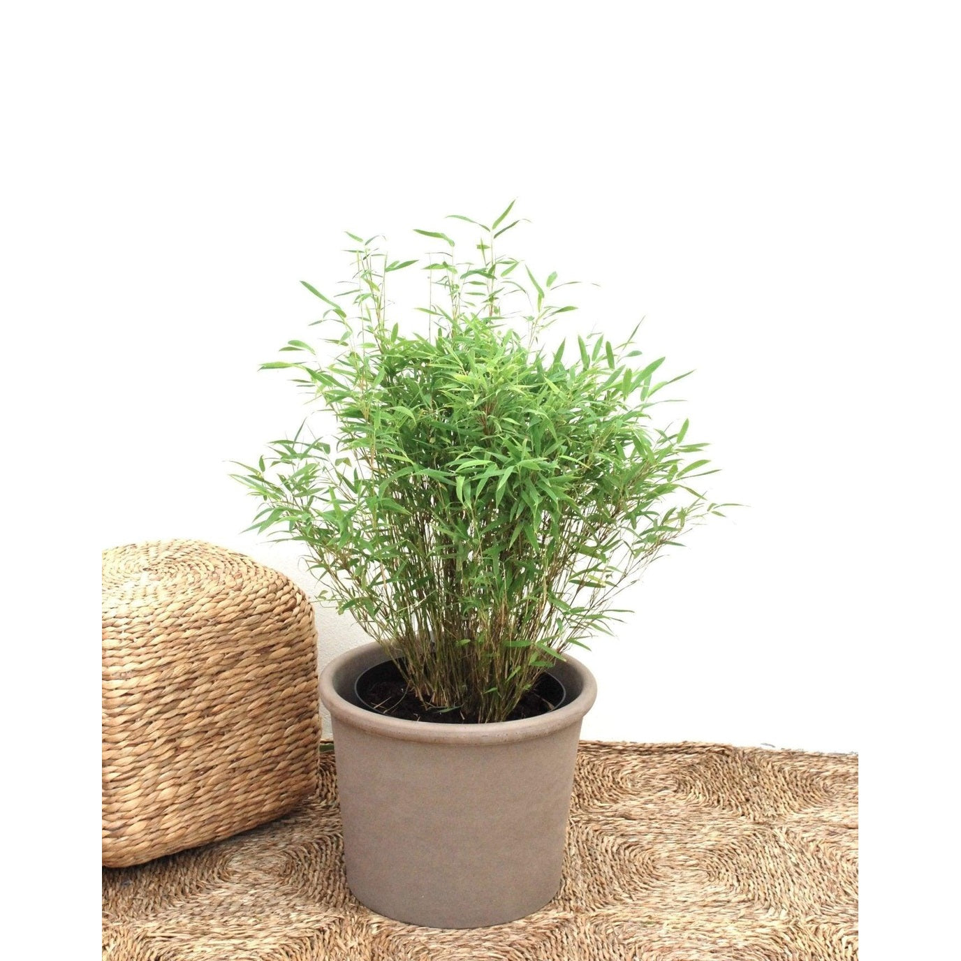 Bergsbambu - Bimbo - Fargesia murielae 50-60cm, Co 10